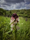 Orchis purpurea