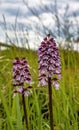 Lady orchid -Orchis purpurea- close up Royalty Free Stock Photo