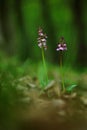 Lady Orchid, Orchis purpurea, flowering European terrestrial wild orchid in nature habitat with clear background, Czech Republic. Royalty Free Stock Photo