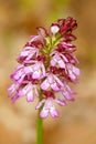 Lady Orchid, Orchis purpurea, flowering European terrestrial wild orchid in nature habitat. Beautiful detail of bloom, brawn clear