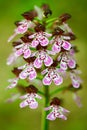 Lady Orchid, Orchis purpurea, flowering European terrestrial wild orchid in nature habitat. Beautiful detail of bloom, brawn clear Royalty Free Stock Photo