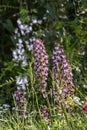 Lady Orchid (Orchis purpurea) Royalty Free Stock Photo