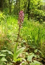 The lady orchid Orchis purpurea Royalty Free Stock Photo