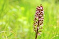 The lady orchid Orchis purpurea