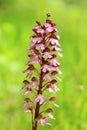 The lady orchid Orchis purpurea Royalty Free Stock Photo