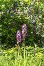 Lady Orchid (Orchis purpurea) Royalty Free Stock Photo