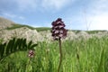 Lady orchid, Orchis purpurea Royalty Free Stock Photo