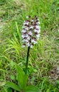 Lady Orchid Orchis purpurea Royalty Free Stock Photo