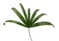 Lady Palm leaf isolate on white background. Royalty Free Stock Photo