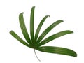 Lady Palm leaf isolate on white background. Royalty Free Stock Photo