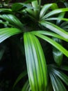 lady palm plant or rhapis excelsa Royalty Free Stock Photo