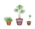 Lady Palm Tree in Ceramic Flower Pots Royalty Free Stock Photo