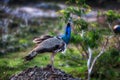 A Lady Peacock with wonderful feathering in the Yala Nationalpark