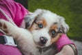 Lady in a pink sweatshirt holding a smiling Australian Shepherd puppy. Love and relationship between female dog and female. Magic