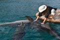 Lady playing with dolphins