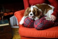 Lady relaxing with her dog (Cavalier King Charles spaniel Royalty Free Stock Photo