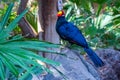 Lady Ross's turaco in jungle park at Tenerife, Canary Islands, Spain