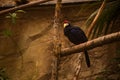 Lady Ross's turaco sits on the thick branch