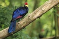 Lady Ross turaco