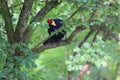 Lady Ross turaco