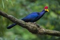 Lady Ross's turaco (Musophaga rossae)