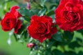 Lady Ryder of Warsaw rich crimson red roses - english shrub rose by Harkness