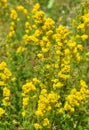 Lady's bedstraw (Galium verum)