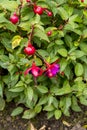 Lady`s Eardrops - Fuchsia `Oetnang` Royalty Free Stock Photo
