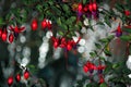 Lady`s eardrops, red and purple fuchsia magellanica flower Royalty Free Stock Photo