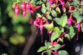 Lady`s eardrops, red and purple fuchsia magellanica flower Royalty Free Stock Photo