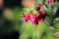 Lady`s eardrops, red and purple fuchsia magellanica flower Royalty Free Stock Photo