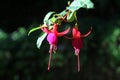 Lady`s eardrops, red and purple fuchsia magellanica flower Royalty Free Stock Photo