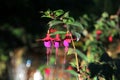 Lady`s eardrops, red and purple fuchsia magellanica flower Royalty Free Stock Photo