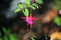 Lady`s eardrops, red and purple fuchsia magellanica flower Royalty Free Stock Photo