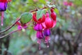 Lady`s eardrops, red and purple fuchsia magellanica flower Royalty Free Stock Photo
