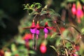 Lady`s eardrops, red and purple fuchsia magellanica flower Royalty Free Stock Photo