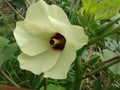 Lady`s finger Flower or Beautiful flower