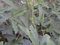 Ladies fingre tree which is also called Okra