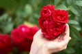 Lady`s hand holding a rose flower. Ladybug sitting on a hand. Lovely fresh roses in nature Royalty Free Stock Photo