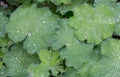 Lady`s-mantle, Alchemilla mollis, water beads on the leaves Royalty Free Stock Photo