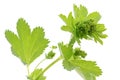 Lady's Mantle (Alchemilla) plant