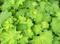 Lady`s mantle Alchemilla plant with rain drops on leaves. Ornamental and medicinal herb