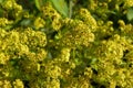 Lady's mantle (Alchemilla vulgaris)