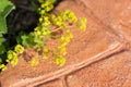 Lady's mantle (Alchemilla vulgaris)