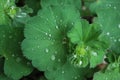 Lady\'s mantle (Alchemilla) with water drops