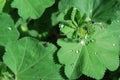 Lady\'s mantle (Alchemilla) with water drops