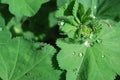 Lady\'s mantle (Alchemilla) with water drops Royalty Free Stock Photo