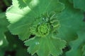 Lady\'s mantle (Alchemilla) with water drops