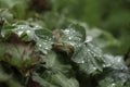 Lady\'s Mantle or Alchemilla with water drops on leaves Royalty Free Stock Photo