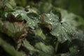 Lady\'s Mantle or Alchemilla with water drops on leaves Royalty Free Stock Photo